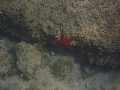 红色的海星