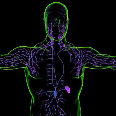 人体淋巴结解剖用于医学概念3D渲染