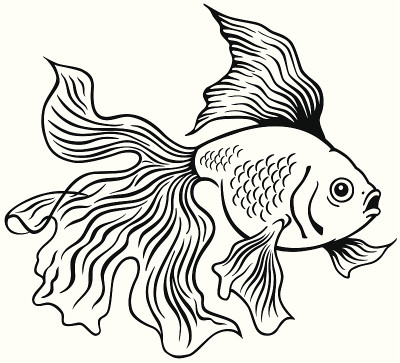 金鱼黑白色