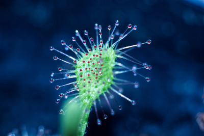 Drosera madagascariensis微
