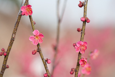 梅花