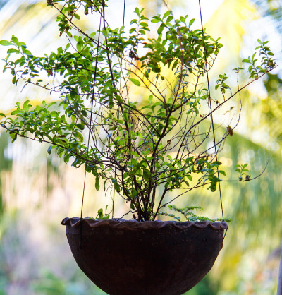 悬挂植物花盆