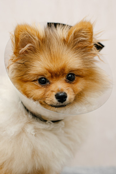 戴着伊丽莎白时代保护项圈的博美犬