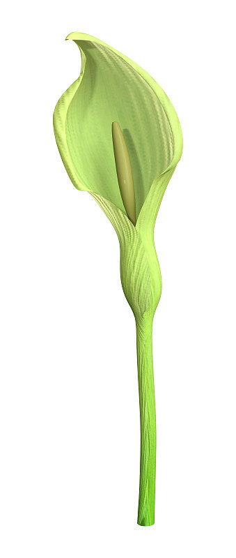 3D插图意大利魔芋花在白色