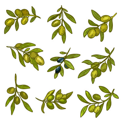 Green and black olives branches, olive oil design