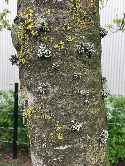 白蜡(Fraxinus excelsior)树- 2018年5月