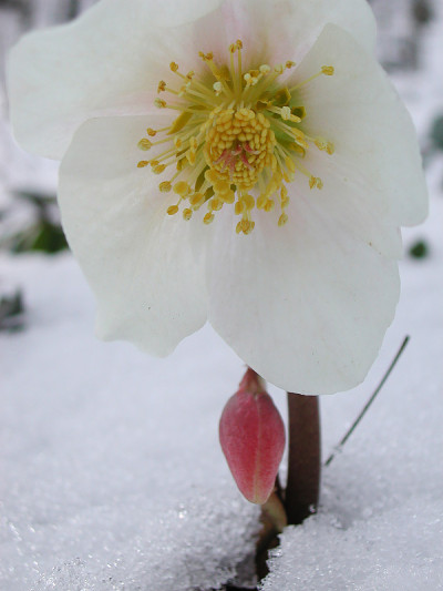 Helleborus尼日尔