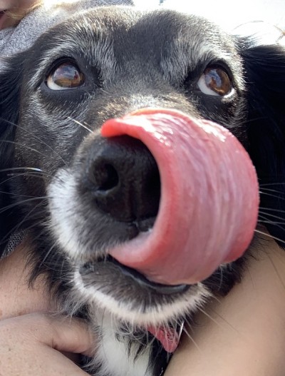 快乐的小狗
