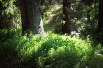 绿色的夏日森林景象。长满苔藓的老树、石头和蕨类植物。Ruhnu岛、爱沙尼亚