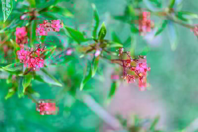 红色Peregrina花