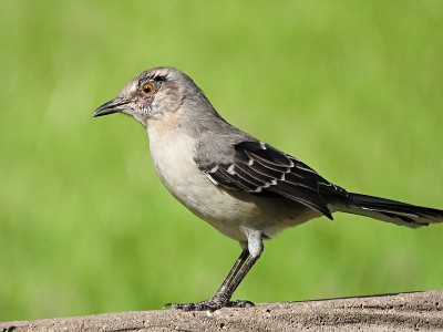 在墙上休息的北方嘲鸫(Mimus polyglottos)