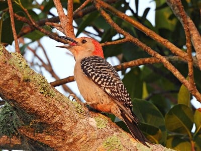 红腹啄木鸟(Melanerpes carolinus)栖息在一棵树的一边，嘴里叼着一颗橡子