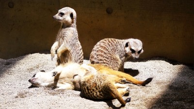 可爱的猫鼬