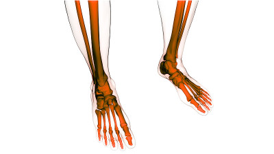 人体骨骼系统腿骨关节解剖学