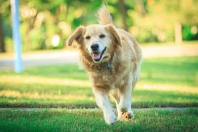 行动中的金毛寻回犬