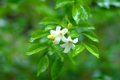 橙色茉莉花和雨滴