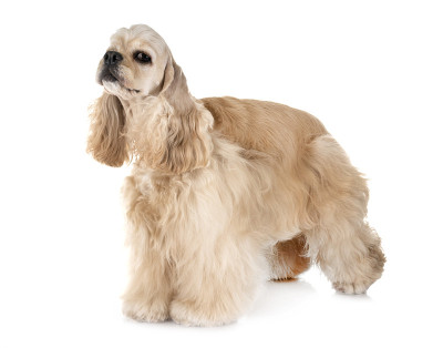 美国可卡犬