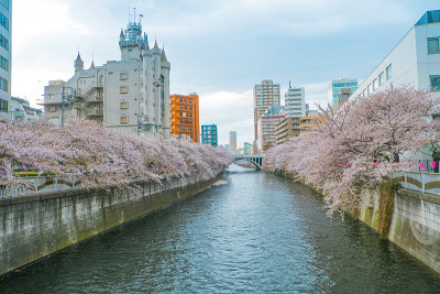 樱花在河上