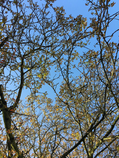普通核桃树在2018年5月下旬开花