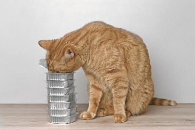 滑稽的红猫从成堆的湿猫粮罐里偷食物。