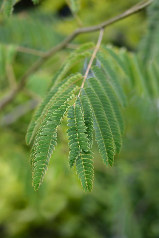 木棉树