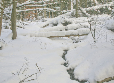 森林里的雪