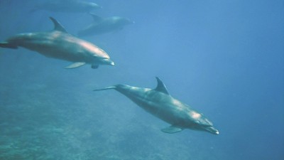 海豚