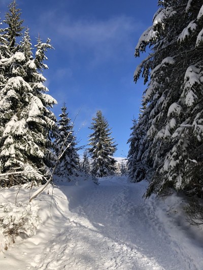 阳光，蓝天，白雪和冷杉树的森林