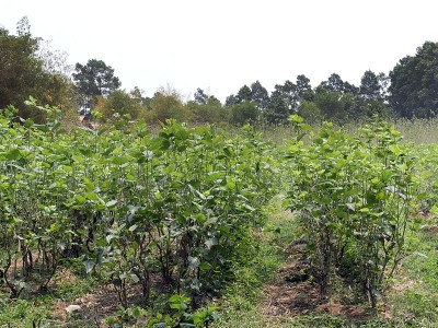 桑树种植，桑树，收割省，手工业，丝绸工作，养蚕，柬埔寨
