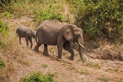 非洲象Loxodonta africana幼象13487