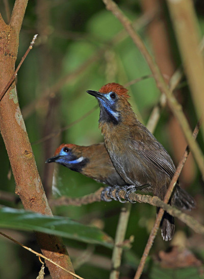 Fluffy-backed Tit-babbler
