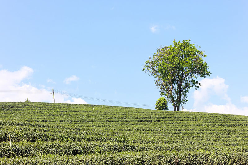 茶园和树高地的景色