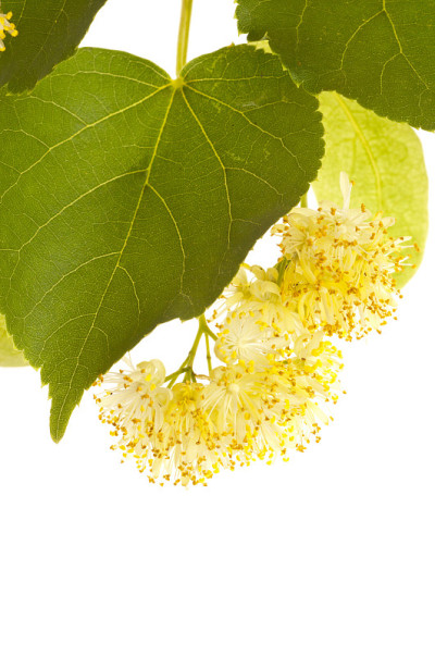 菩提树花