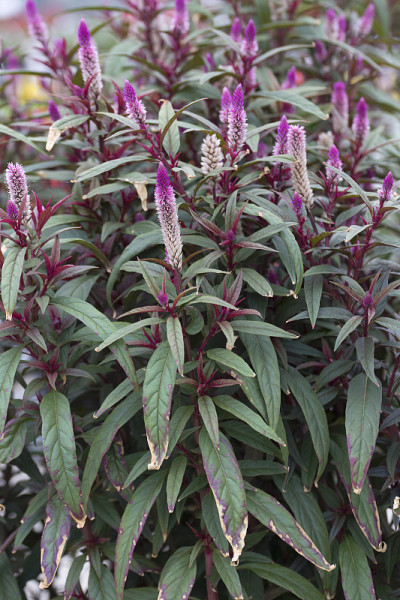 Celosia