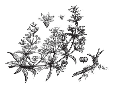 玫瑰茜草或染料茜草-复古插画