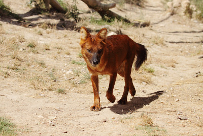 dingo