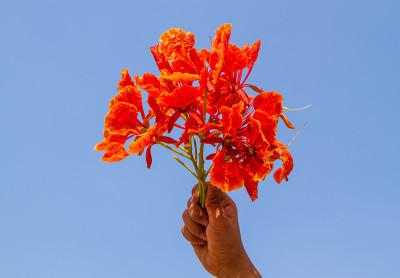 皇家poinciana
