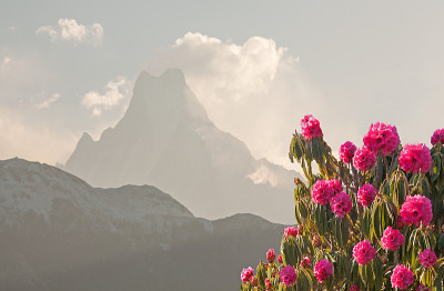 喜马拉雅杜鹃花峰