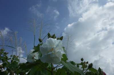 棉花Rosemallow