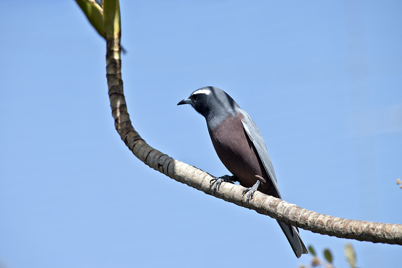 白眉毛woodswallow