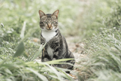 猫的画像