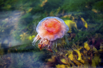 水母,Seydisfjordur Iceland25