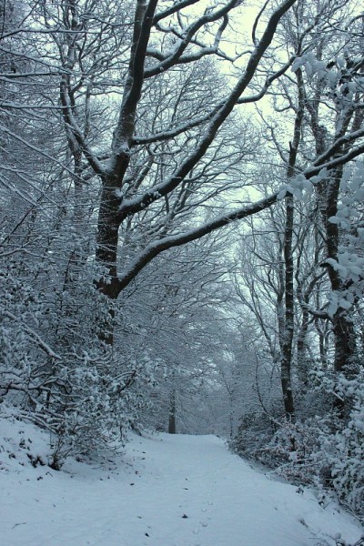 一张照片，在一个美丽的冬季林地景观后，大雪后的小路
