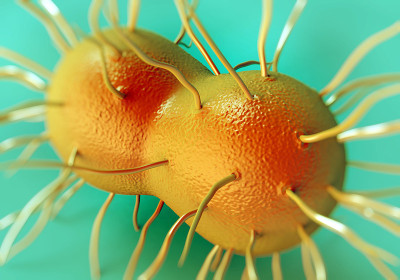 Neisseria gonorrhoeae bacteria
