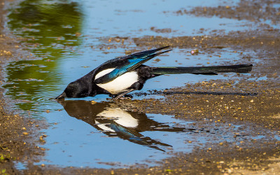 喜鹊从水坑里喝水