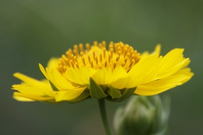 Bitterweed