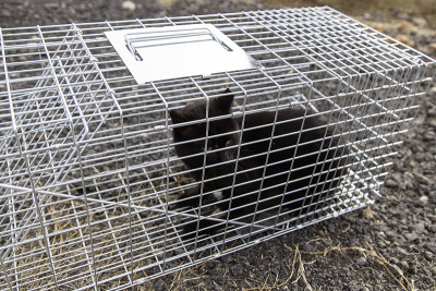 猫关笼子里