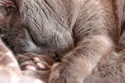 俄罗斯蓝猫睡觉