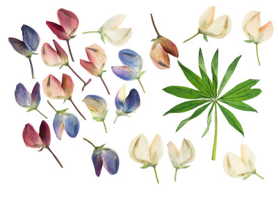 一组压榨和干花和绿叶羽扇豆孤立在白色背景上。用于剪贴簿、花艺或植物标本室
