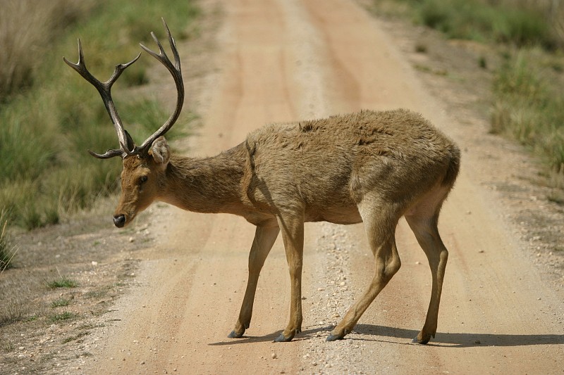 Barasingha, Cervus duvauceli branderi, Kanha国家公园，M